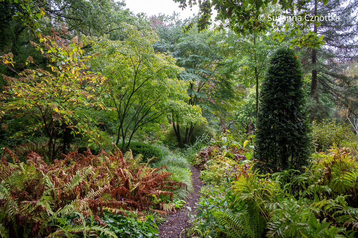 Ein Saum aus niedrigen Stauden und Gräsern begleitet den Weg im Waldgarten Ein Saum aus niedrigen Stauden und Gräsern begleitet den Weg im Waldgarten
