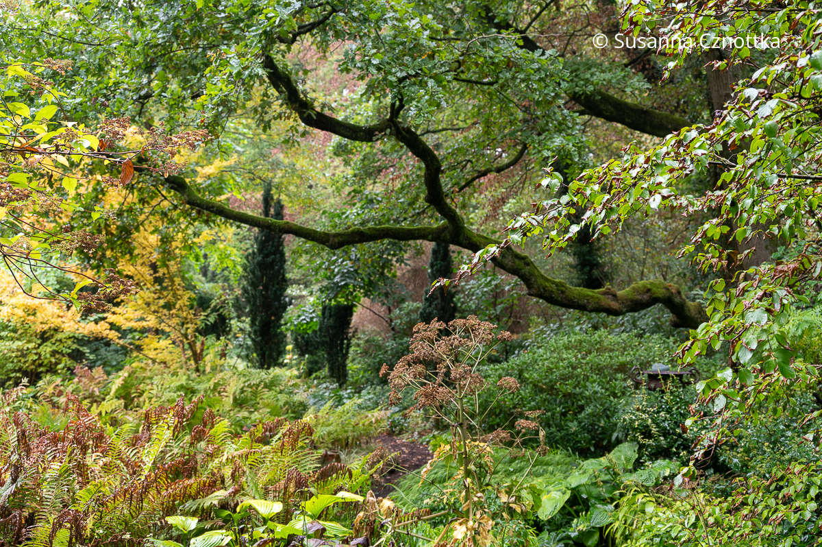 Magie im Waldgarten: Farne, farbiges Herbstlaub und mächtige Äste einer Eiche Magie im Waldgarten: Farne, farbiges Herbstlaub und mächtige Äste einer Eiche