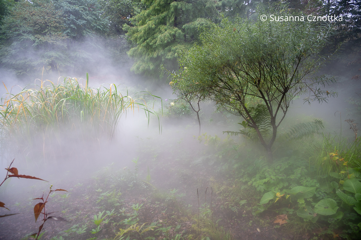 Märchenhafte Stimmung im Garten Märchenhafte Stimmung im Garten: Gräser und eine Weide im Nebel