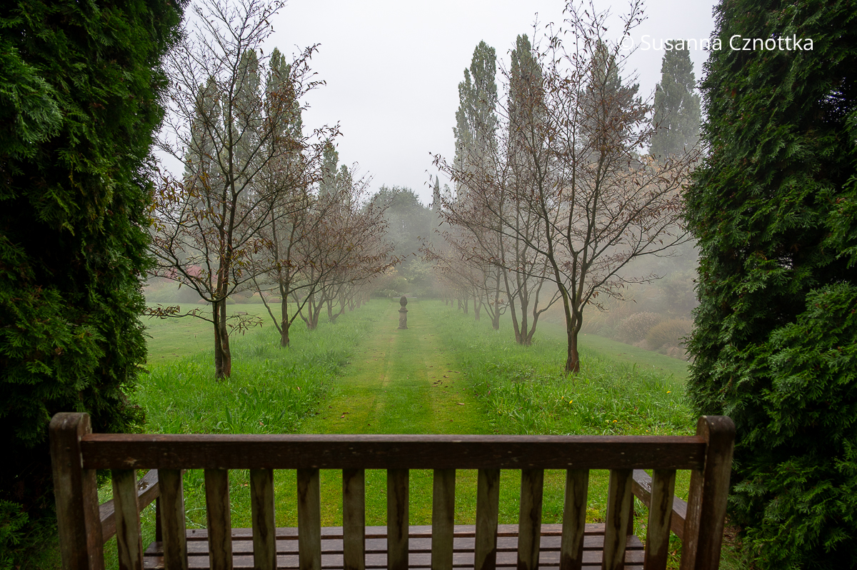 Sichtachse: eine Allee kleiner Bäume dient als Ruhepol im Garten Sichtachse: eine Allee kleiner Bäume dient als Ruhepol im Garten