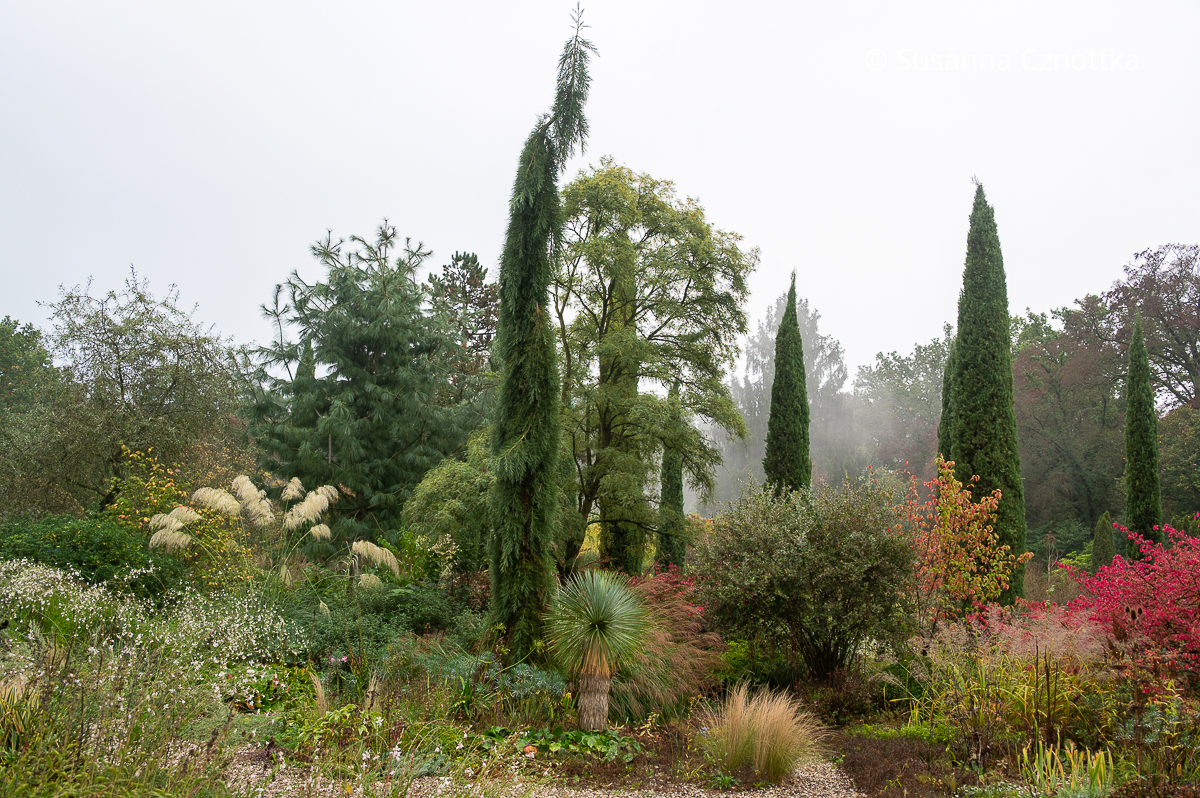 Malerisch: ein Überhängender Mammutbaum (Sequoiadendron giganteum) 'Pendulum' im Kiesgarten Malerisch: ein Überhängender Mammutbaum (Sequoiadendron giganteum) 'Pendulum' im Kiesgarten