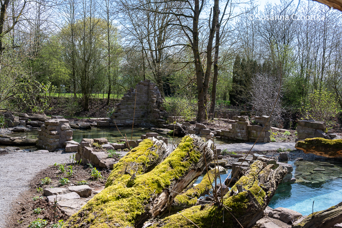 Ein Wassergarten mit Steinen und Totholz gestaltet