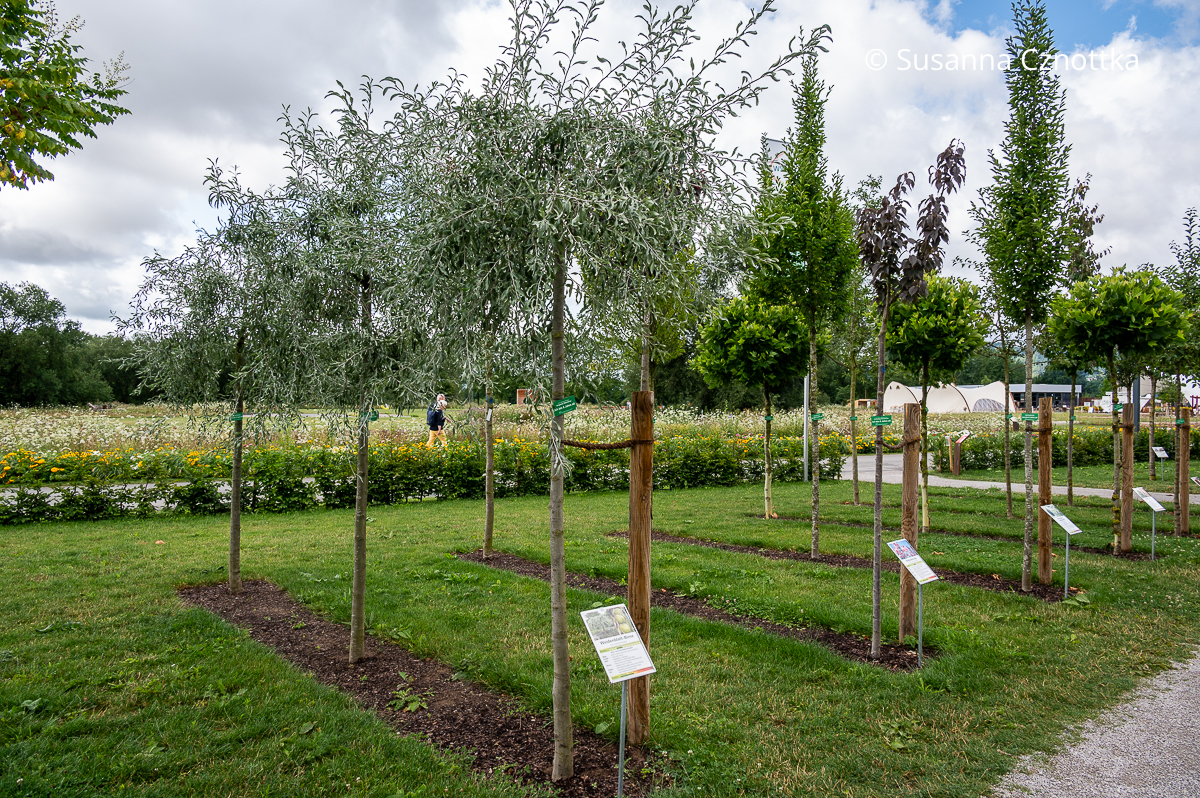 Landesgartenschau Höxter: junge Bäume im Größenvergleich