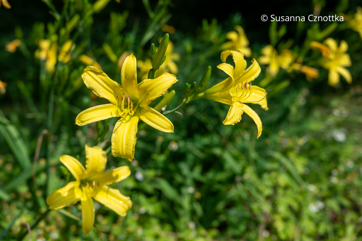 Taglilie (Hemerocallis-Hybride) 'Augustfreude' mit gelben Blüten Taglilie (Hemerocallis-Hybride) 'Augustfreude' mit gelben natürlich wirkenden Blüten