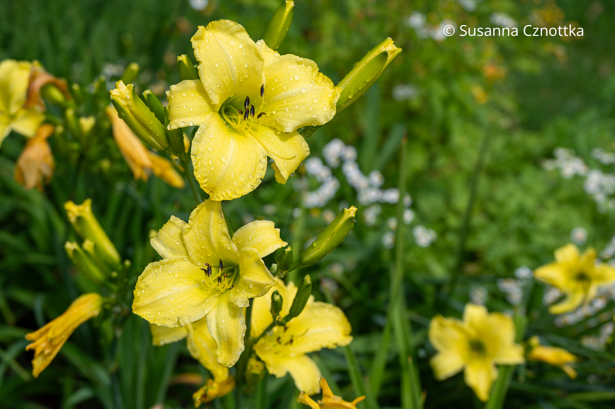 Taglilie (Hemerocallis-Hybride) 'Alice im Wunderland' Taglilie (Hemerocallis-Hybride) 'Alice im Wunderland' mit breiten zitronengelben Blütenblättern