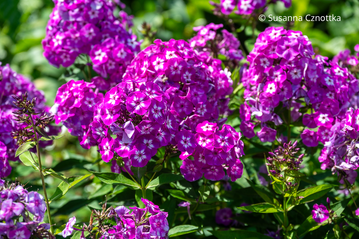 Hohe Flammenblume (Phlox paniculata) 'Uspech' Hohe Flammenblume (Phlox paniculata) 'Uspech'