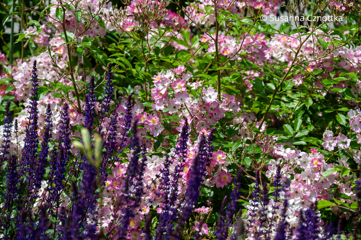 Kräftig violetter Steppen-Salbei (Salvia nemorosa) und eine kleinblütige zartrosa ungefüllte Rose