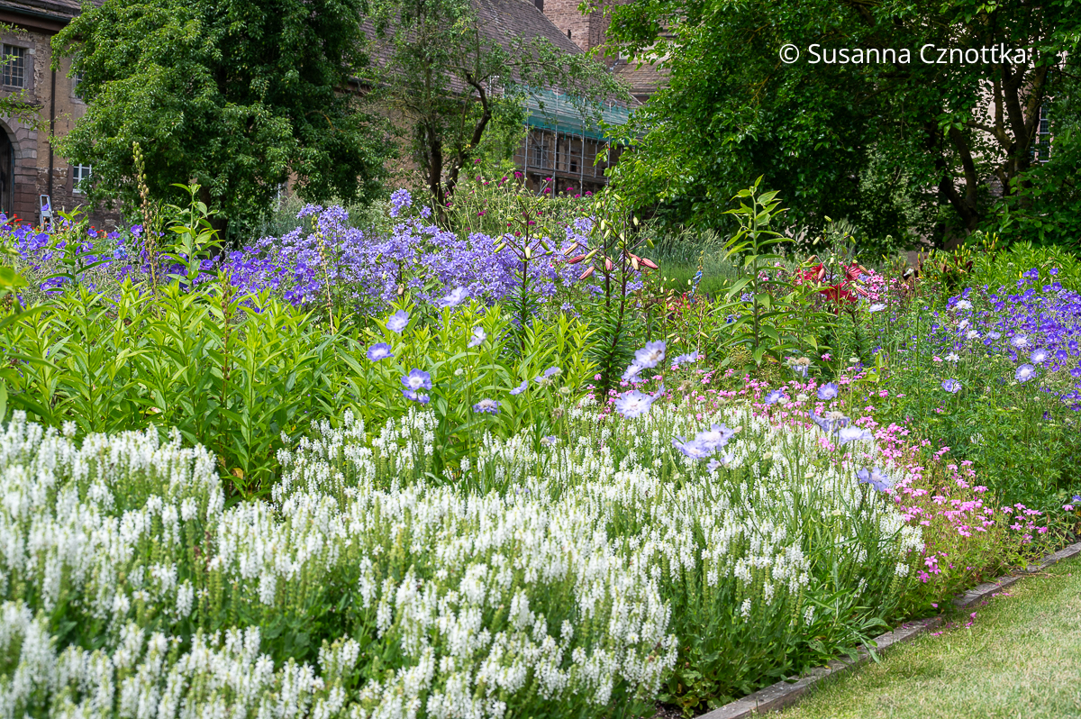 Weißer Steppen-Salbei (Salvia nemorosa) 'Schneehügel' und hellblaue Dolden-Glockenblume (Campanula lactiflora) 'Prichard's Variety' 