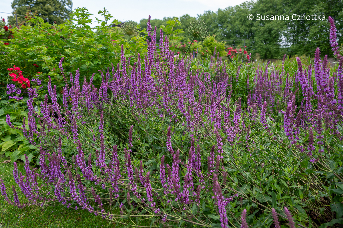 Steppen-Salbei (Salvia nemorosa) 'Amethyst'