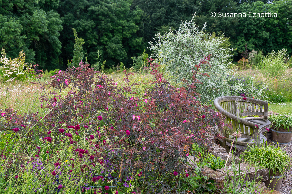 Weidenblättrige Birne (Pyrus salicifolia) und Hechtrose (Rosa glauca) Weidenblättrige Birne (Pyrus salicifolia) mit silbergrauen Blättern und Hechtrose (Rosa glauca) mit rötlichen Blättern