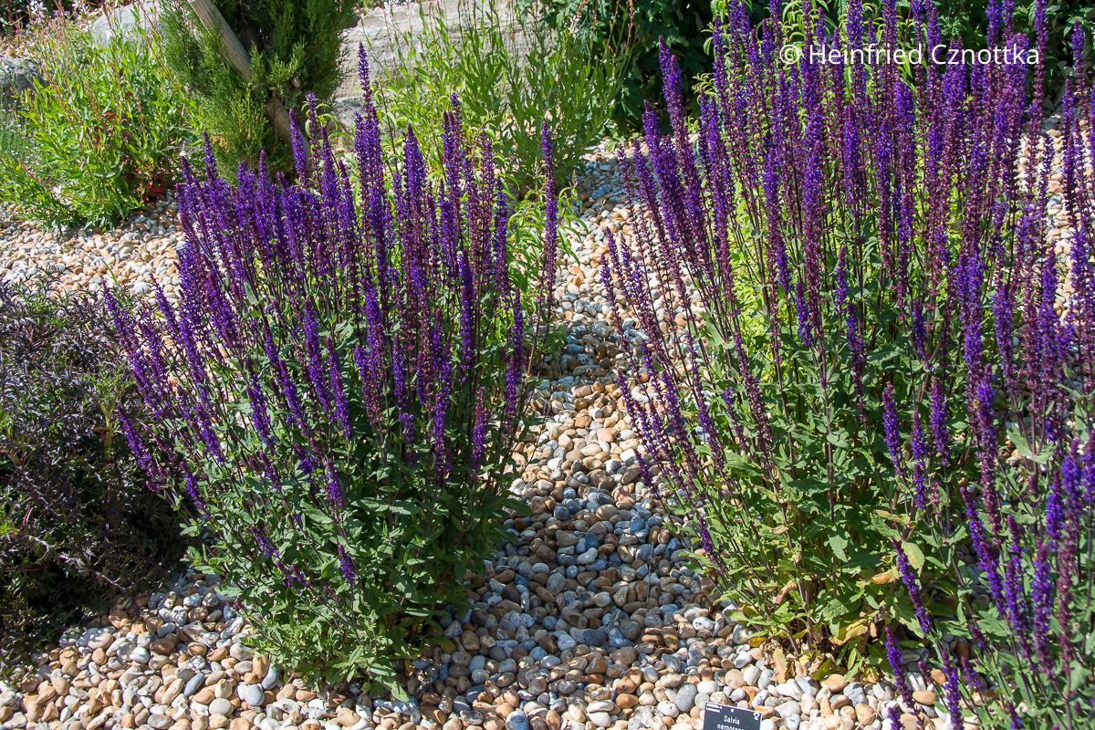 Violetter Steppen-Salbei (Salvia nemorosa) 'Caradonna'