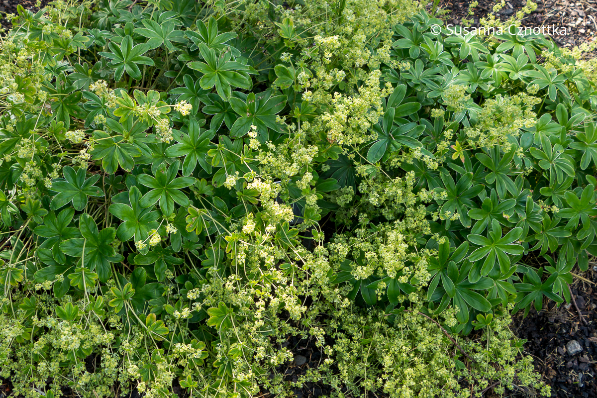 Verwachsenblättriger Frauenmantel (Alchemilla conjuncta) 