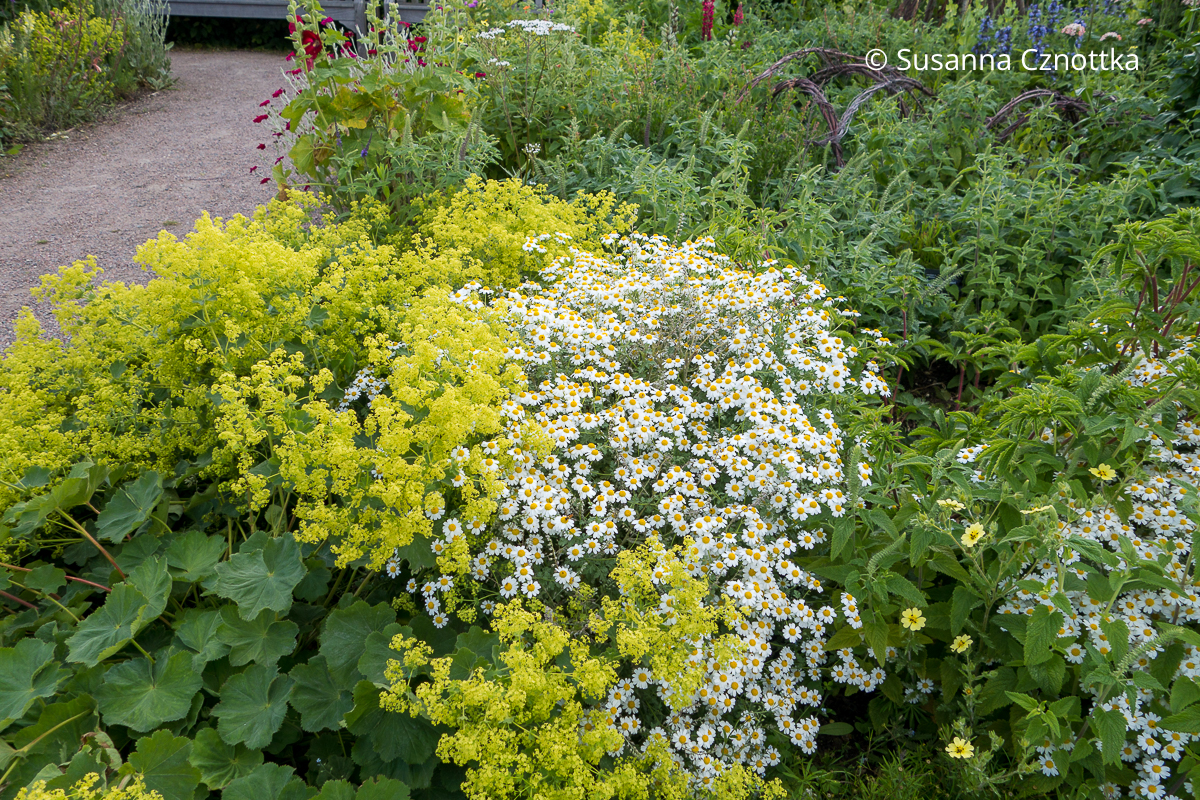 Weicher Frauenmantel (Alchemilla mollis) und Mutterkraut (Tanacetum parthenium) mit gelben Mitten und weißen Blütenblättern