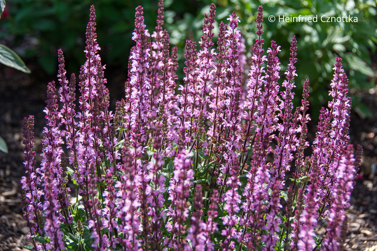 Blüten des rosa Steppen-Salbeis (Salvia nemorosa) 'Merleau Rose' 