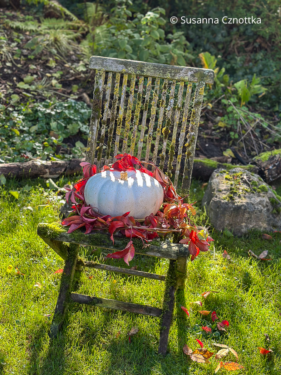 Herbstliche Gartendekoration mit einem weißen Kürbis und Ranken der Jungfernrebe Herbstliche Gartendekoration mit einem weißen Kürbis und Ranken der Jungfernrebe auf einem alten Stuhl, der mit Moos und Flechten bewachsen ist