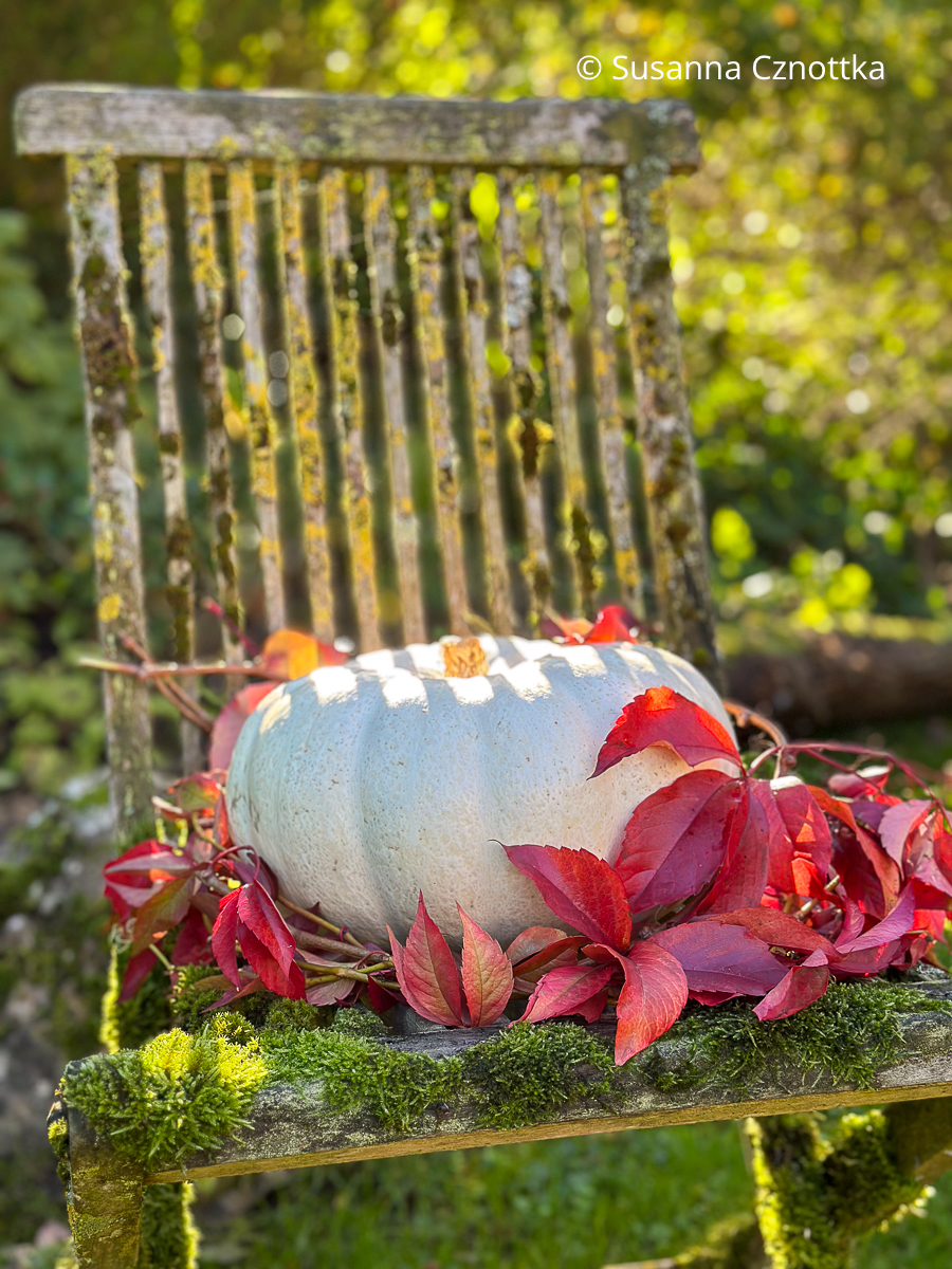 Herbstliche Gartendekoration mit einem weißen Kürbis und Ranken der Jungfernrebe Herbstliche Gartendekoration mit einem weißen Kürbis und Ranken der Jungfernrebe auf einem alten Stuhl, der mit Moos und Flechten bewachsen ist