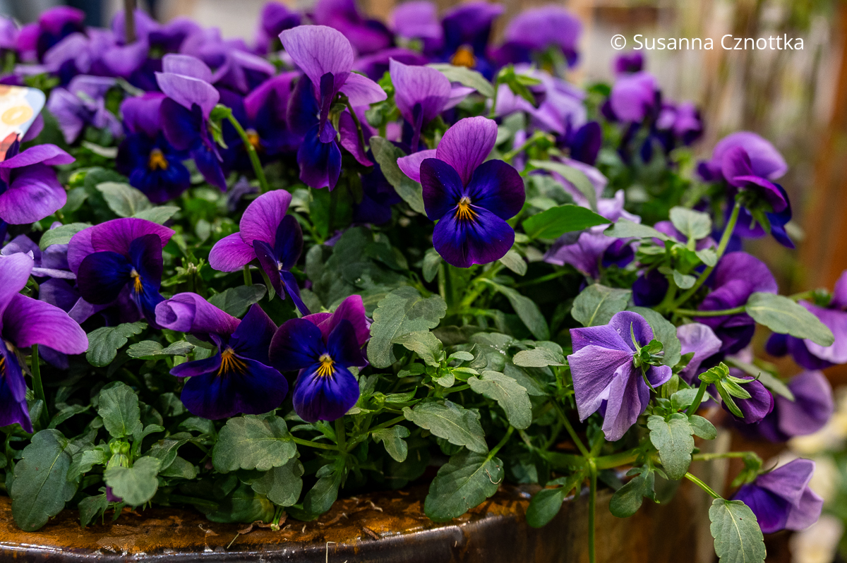Horn-Veilchen (Viola cornuta) 'Select Neon Flash' mit samtigen, fast schwarzen Anteilen und Violett