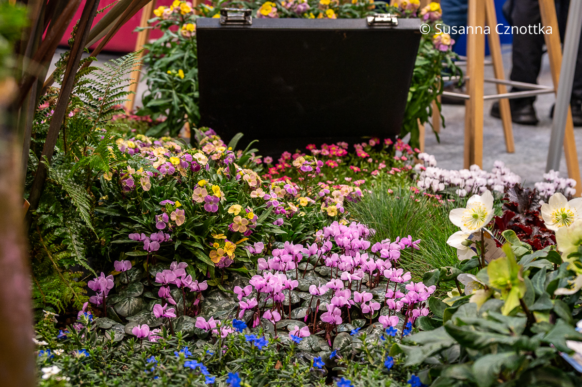 Frühlingsbeet mit Frühlings-Alpenveilchen (Cyclamen coum), rotem Moos-Steinbrech (Saxifraga arendsii, im Hintergrund) und Goldlack (Erysimum cheiri) 