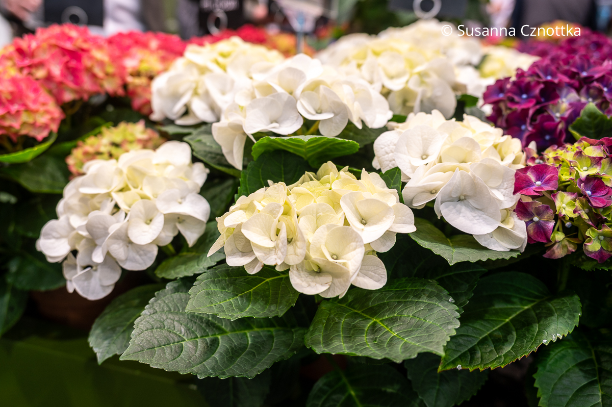 Weiße Bauern-Hortensie (Hydrangea macrophylla) 'Hi Ice'