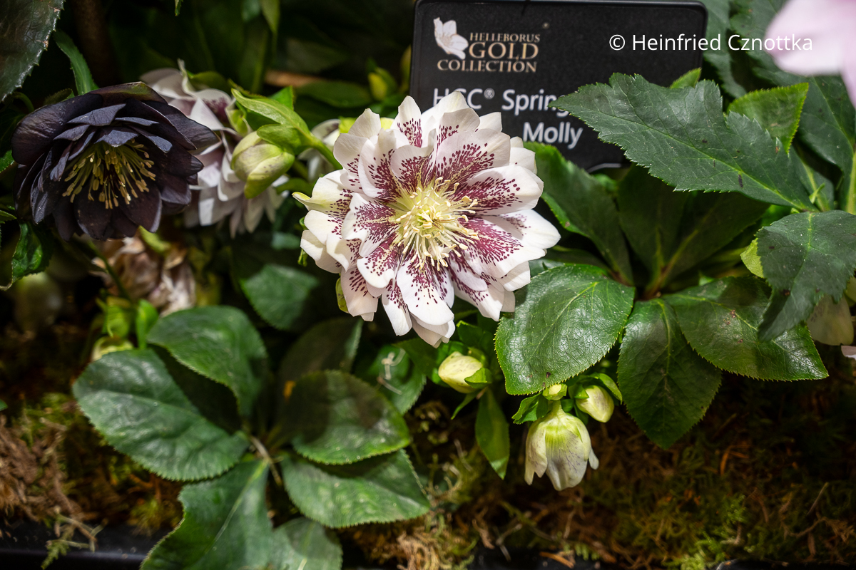 Weiße Lenzrose (Helleborus x hybridus) 'Molly' mit roten Sprenkeln