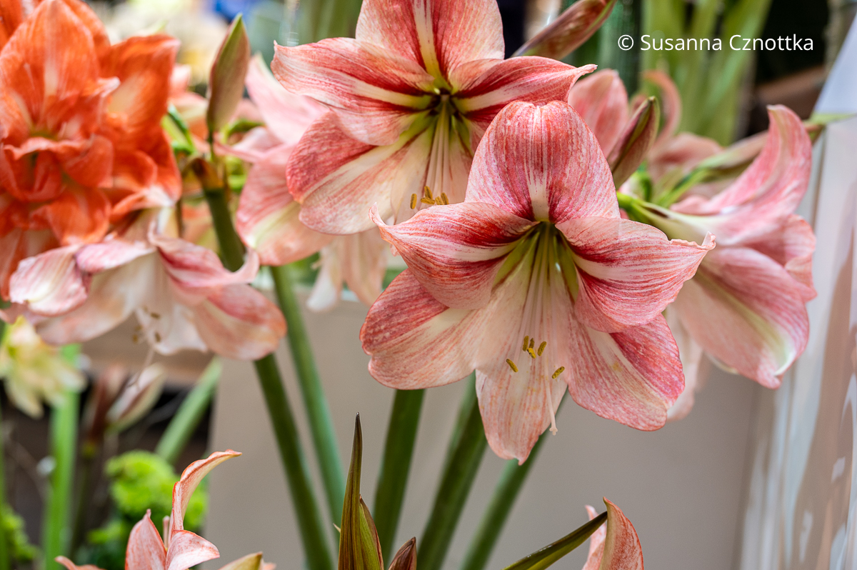 Ritterstern oder Amaryllis  (Hippeastrum) 'River Dance' mit rosa Streifenmuster auf weißem Grund