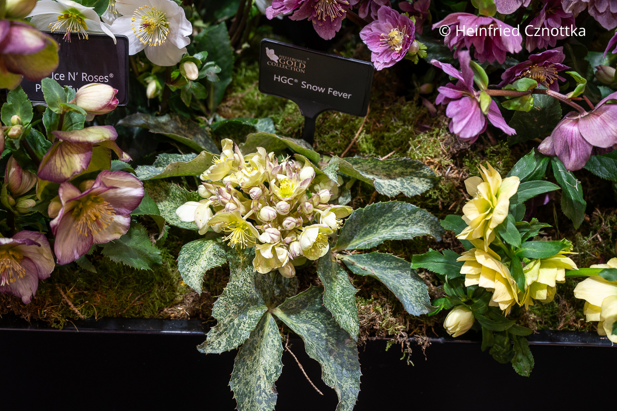 Korsische Nieswurz (Helleborus argutifolius) 'Snow Fever'