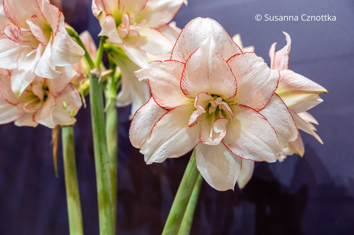 Ritterstern (Hippeastrum) 'Dentelle Rouge'