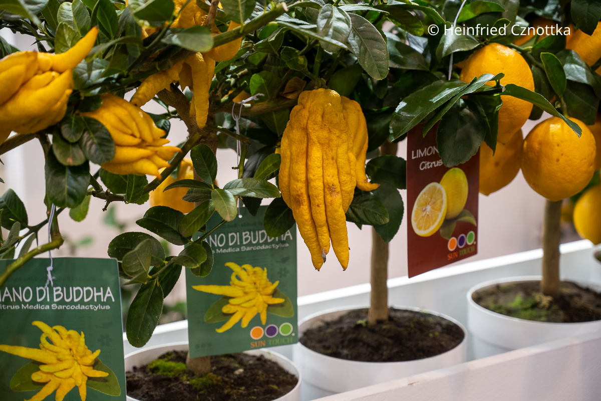 Interessante Zitrusfrucht: Buddhas Hand (Citrus medica) 'Digitata'