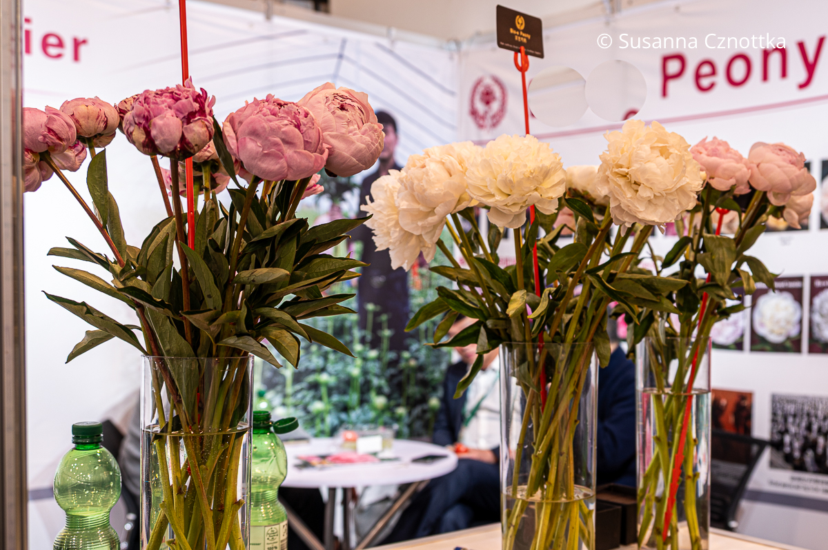 Pfingstrosen auf der IPM Essen