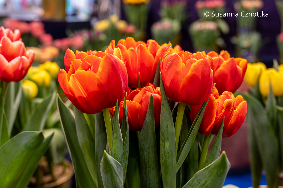 Orange-rote Tulpe 'Terminator'