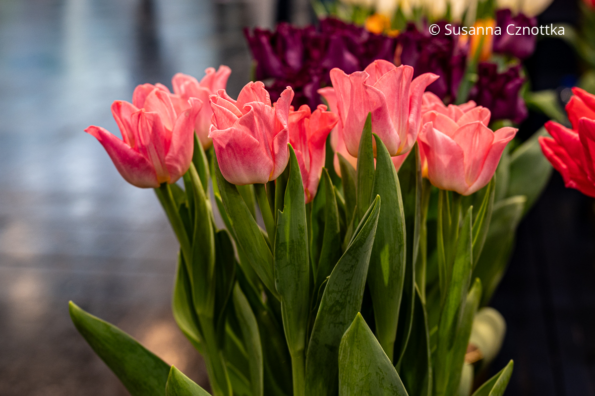 Rosa Tulpe 'Crown of Dynasty'