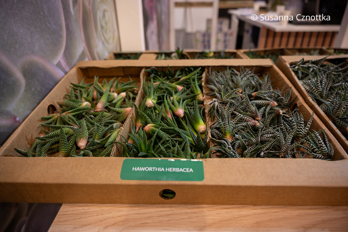 Haworthien (Haworthia) auf der Internationalen Pflanzenmesse in Essen