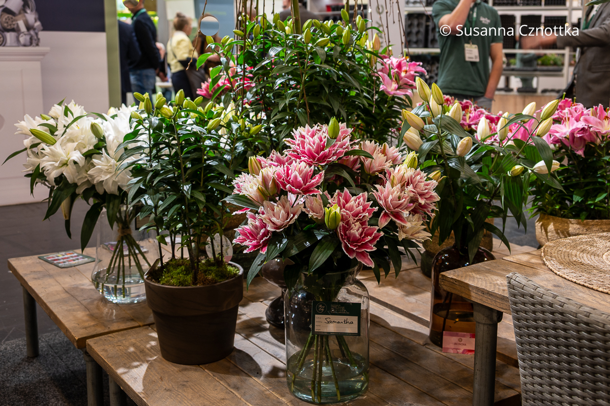 IPM Essen: ein Stand mit Lilien