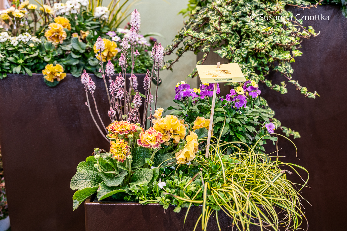Kübelbepflanzung in Pink, Violett und Gelb mit Segge (Carex) 'Eversheen', Goldlack (Erysimum) 'Winter Orchid' und Schaumblüte (Tiarella laciniata) 'Spring Symphony'