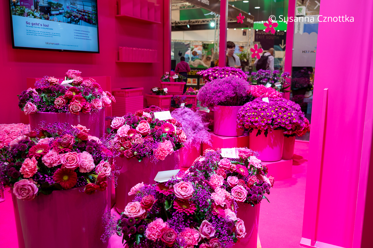 Gerbera und Rosen in Pink- und Violetttönen in kräftig pinken Übertöpfen