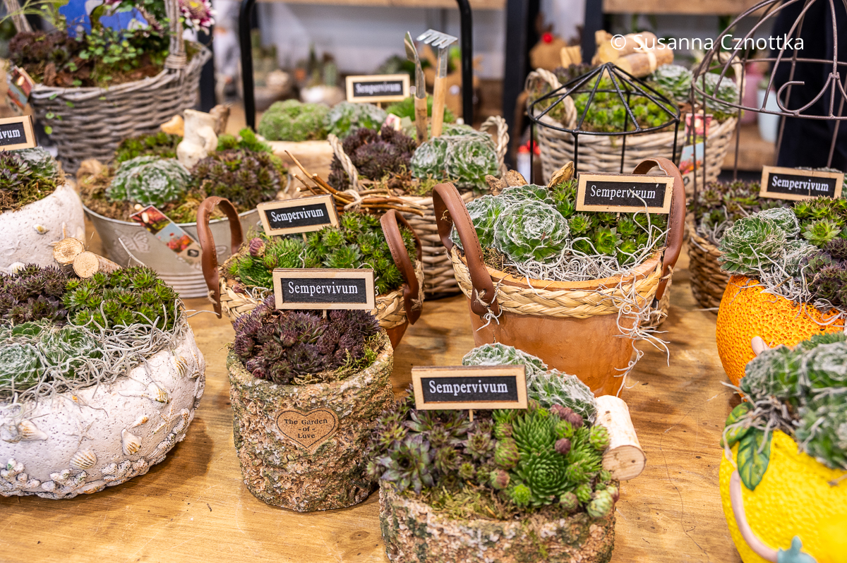 IPM Essen: Hauswurze (Sempervivum) in großer Vielfalt