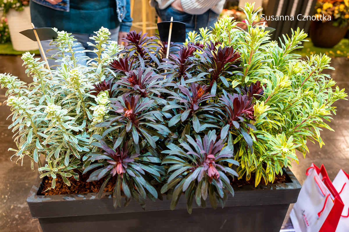 Wolfsmilchsorten mit hübschem Laub: Euphorbia 'White Swan', 'Miners Merlot' und'Ascot Rainbow'