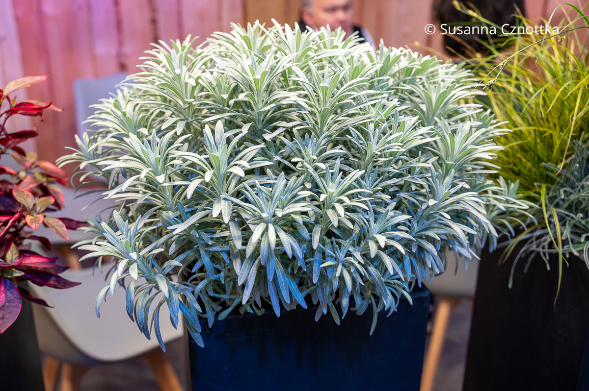 Winterschöner Halbstrauch mit grauem Laub: Currykraut (Helichrysum italicum) 'Snow White'