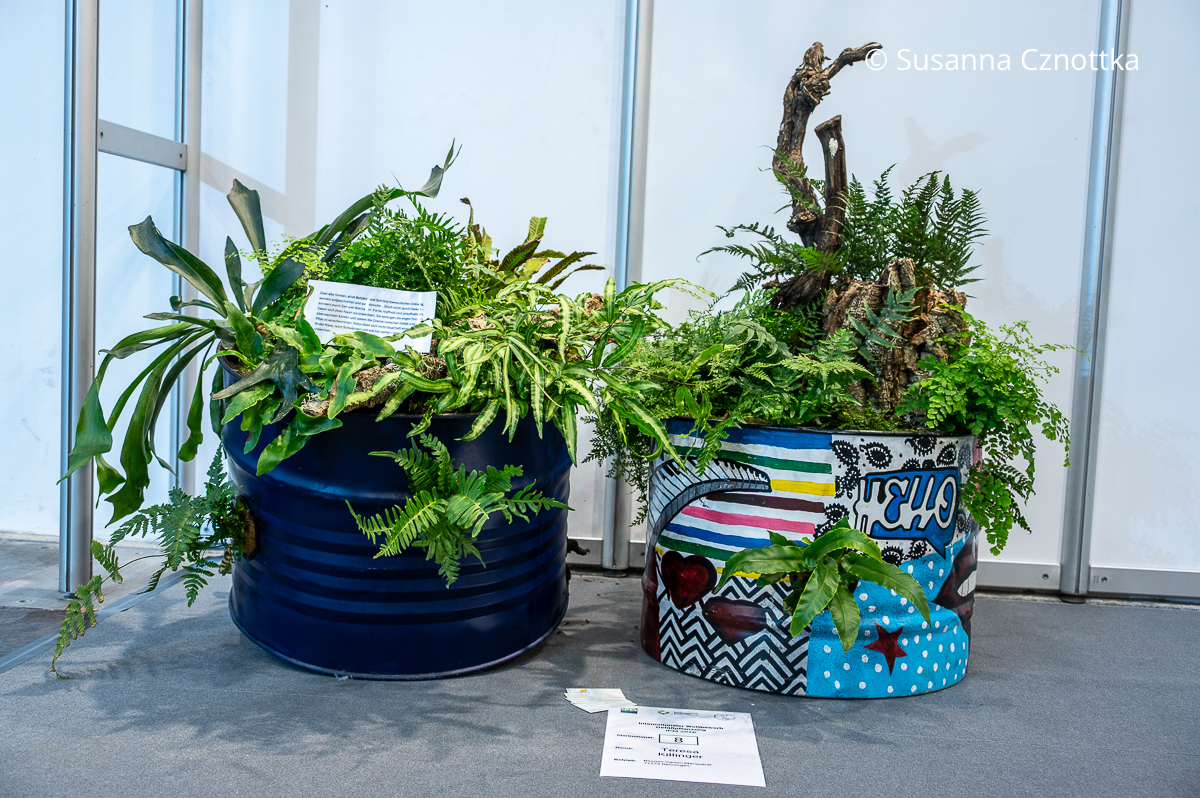 Bemalte Metallfässer mit einer Bepflanzung aus Farnen