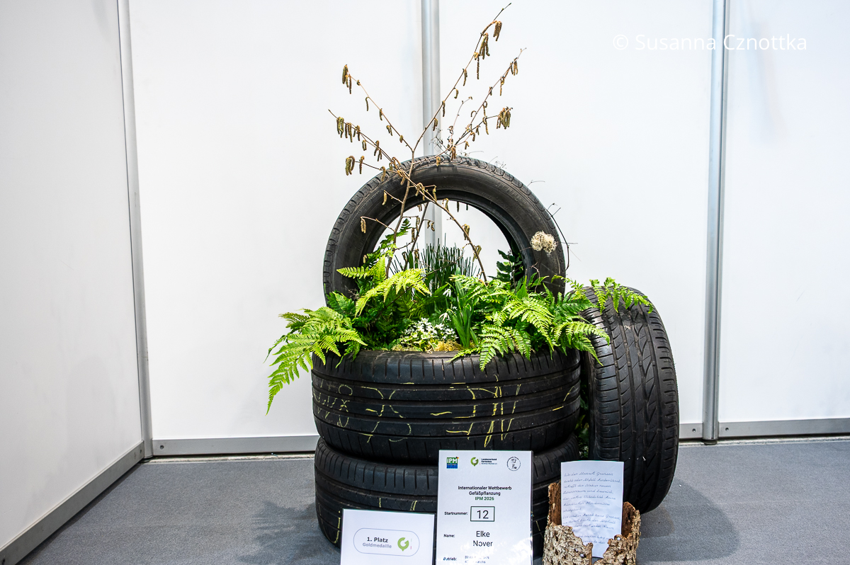 Gefäßbepflazung: Autoreifen mit Farn und Schneeglöckchen