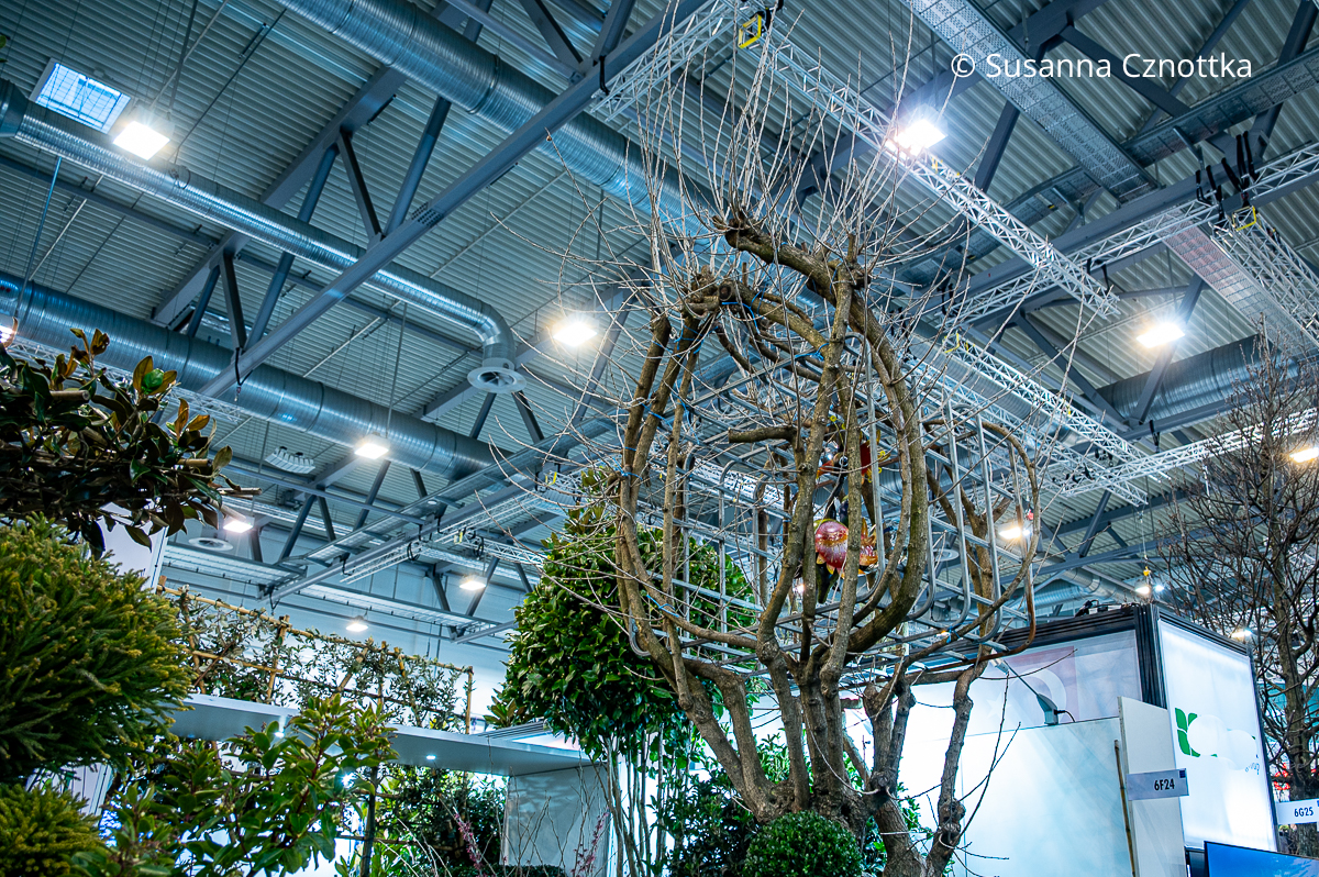 Ein Vogelkäfig in einem Formschnitt-Maulbeerbaum