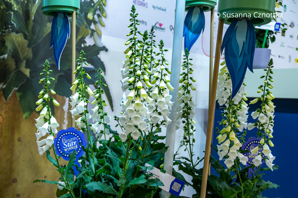 Roter Fingerhut (Digitalis purpurea) 'Hanabee F1 White' mit mehreren Stielen und strahlend weißen Blüten Roter Fingerhut (Digitalis purpurea) 'Hanabee F1 White' mit mehreren Stielen und strahlend weißen Blüten