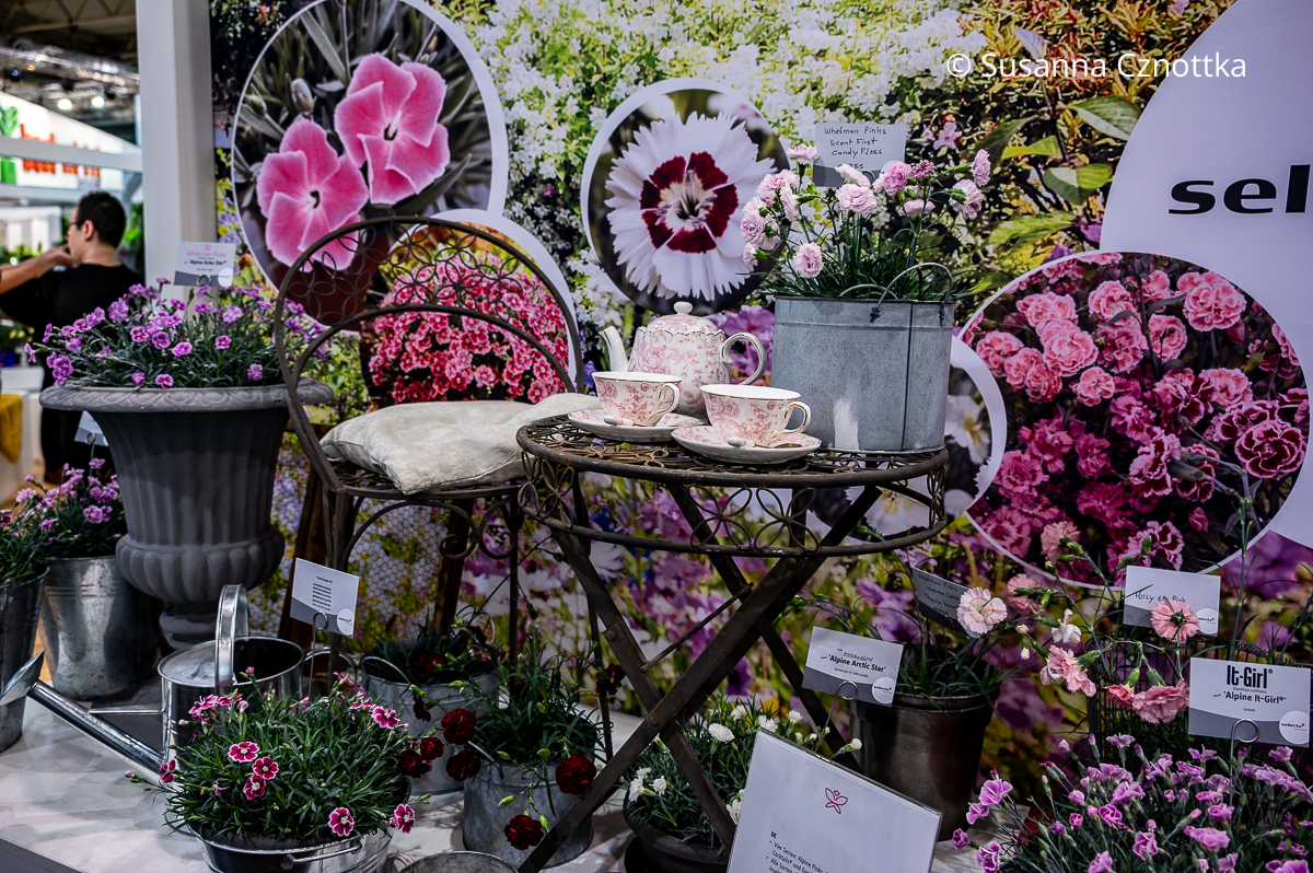 Stand eines Nelkenzüchters auf der IPM Essen