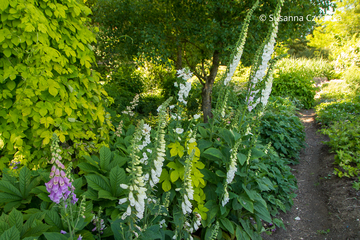 Roter Fingerhut (Digitalis purpurea) in Rosa und Weiß im Waldgarten mit Gold-Hopfen (Humulus lupulus) 'Aureus' Roter Fingerhut (Digitalis purpurea) in Rosa und Weiß im Waldgarten mit Gold-Hopfen (Humulus lupulus) 'Aureus'
