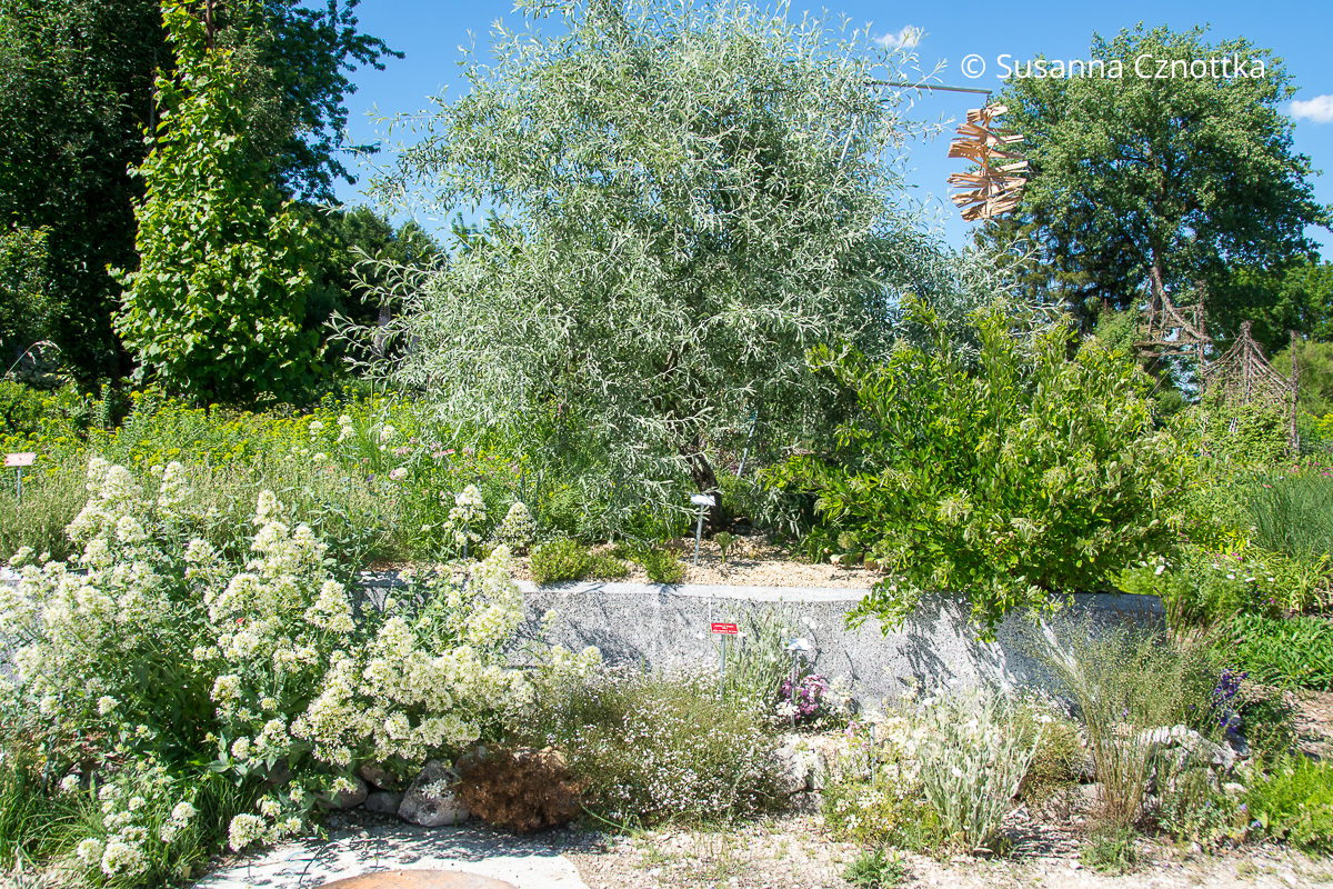 Mediterraner Garten: Weidenblättrige Birne (Pyrus salicifolia), Weiße Spornblume (Centranthus ruber) 'Albus' und Kräuter aus dem Süden Mediterraner Garten: Weidenblättrige Birne (Pyrus salicifolia), Weiße Spornblume (Centranthus ruber) 'Albus' und Kräuter aus dem Süden