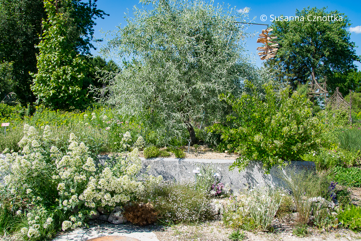 Ist dem Olivenbaum (Olea europaea) ähnlich: die Weidenblättrige Birne (Pyrus salicifolia) Ist dem Olivenbaum (Olea europaea) ähnlich: die Weidenblättrige Birne (Pyrus salicifolia) mit silbergrauen Blättern