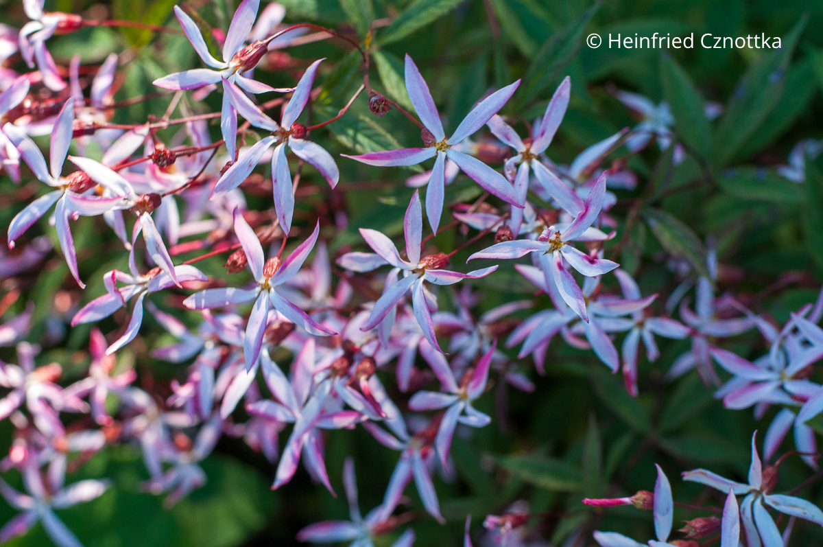Die Sorte 'Pink Profusion' hat zartrosa angehauchte Blüten