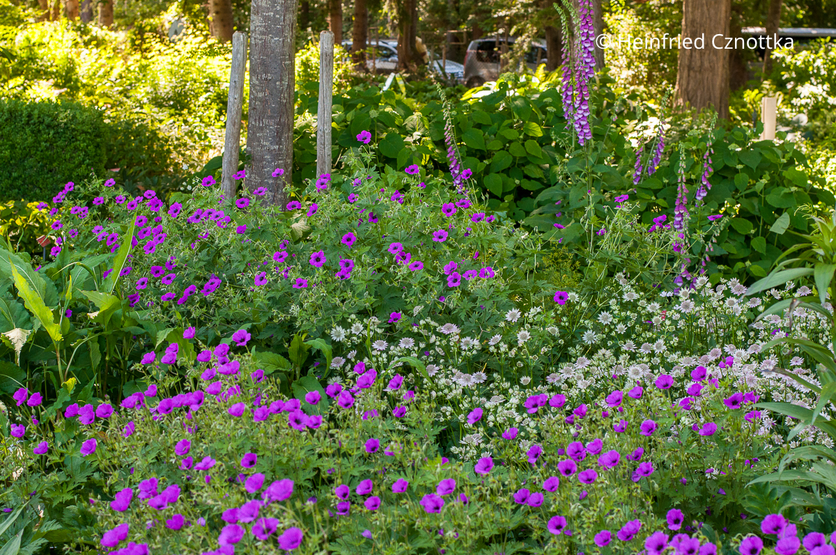 Armenischer Storchschnabel (Geranium psilostemon), Roter Fingerhut und Sterndolden (Astrantia major) Kräftig magentafarbener Armenischer Storchschnabel (Geranium psilostemon), Roter Fingerhut und Sterndolden (Astrantia major)