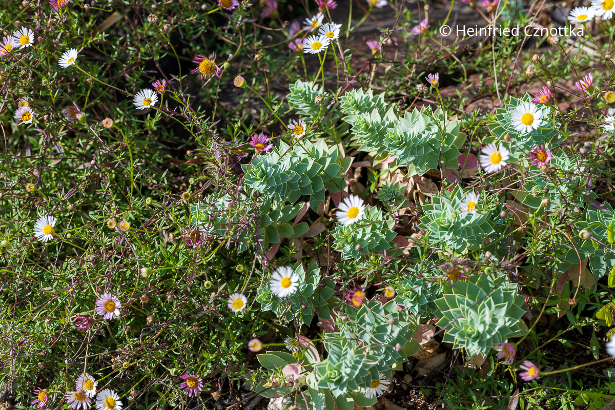 Walzen-Wolsmilch (Euphorbia myrsinites) kombinieren: mit dem Spanischen Gänseblümchen (Erigeron karvinskianus)