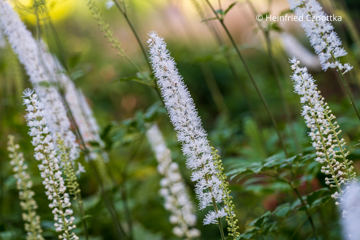 Blütentrauben der Silberkerze (Actaea) Blütentrauben der Silberkerze (Actaea)